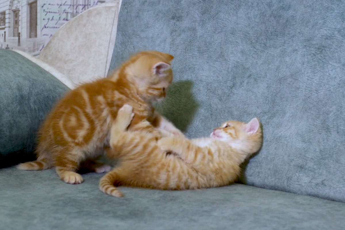 Bébés animaux