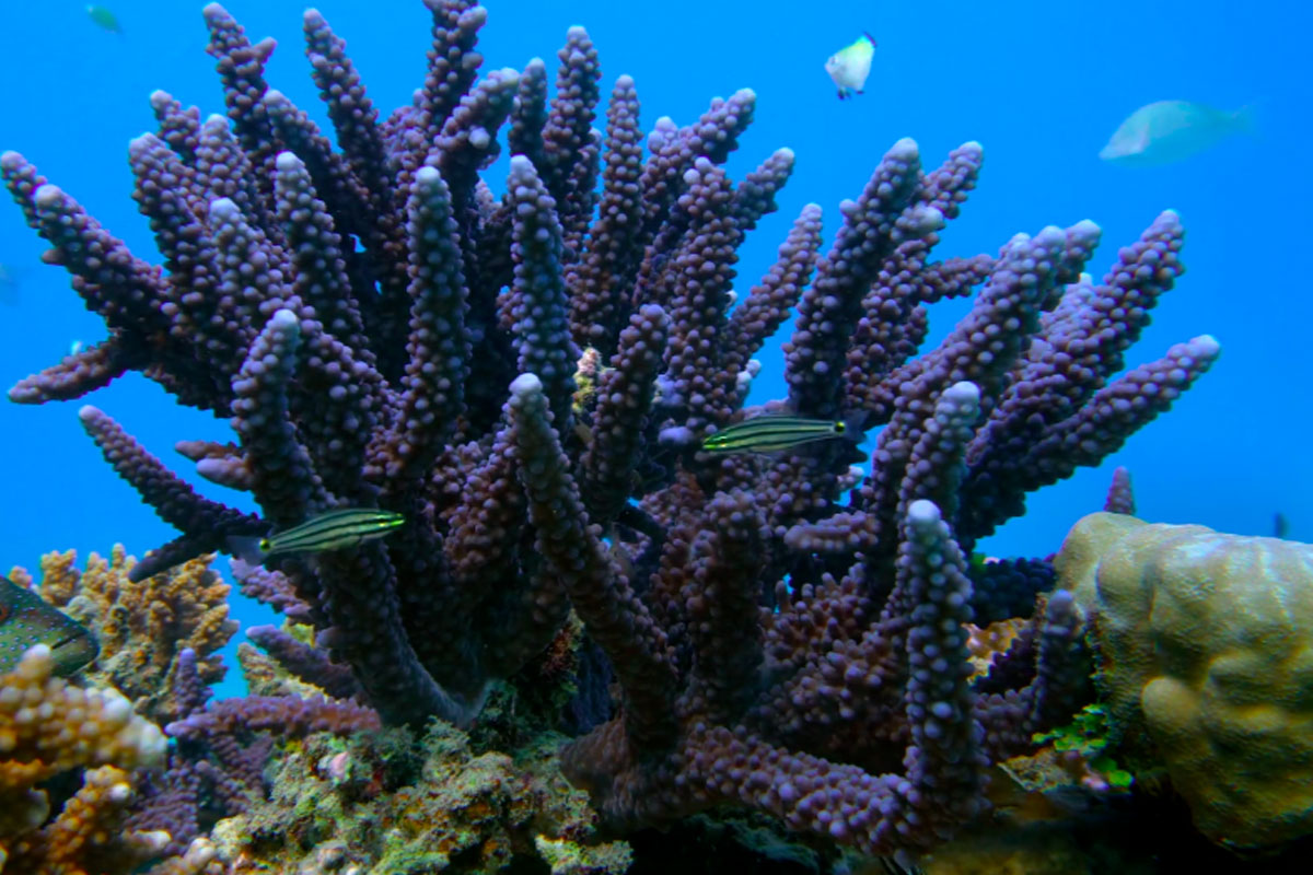 Fonds Marins